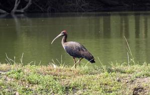Bird Red-Naped Ibis Pseudibis