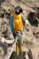 Ara Ararauna Parrot