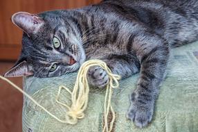 Cat Pet Animal