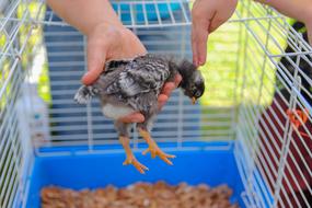 Petting Chick Bird