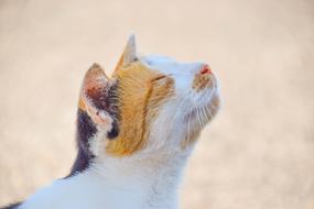Cat Animal World Close