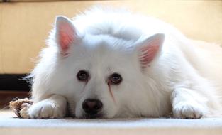 Dog American Eskimo Pet