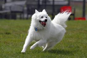 Dog American Eskimo Pet