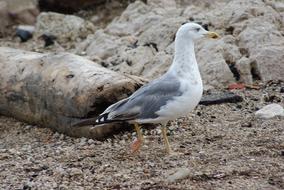 Seagull Bird