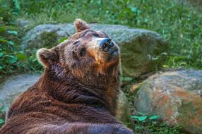 brown bear near the grass
