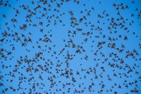 birds the sky is blue beautiful