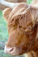 Beef Horns Animal