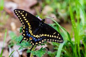 beautiful big butterfly in the grass