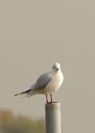Seagull Animal Bird Water