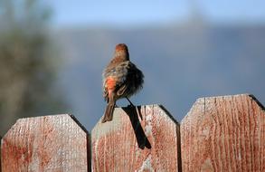 small bird sitting on the fence