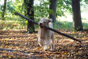 Dog Animal Pet
