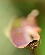 Brown Spider macro photo