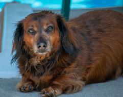Dachshund Dog Canine