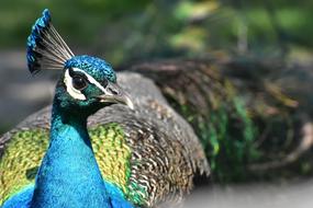 Peacock Bird Poultry