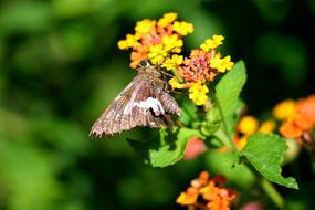 Moth Butterfly Insect