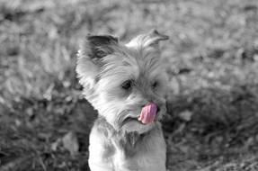 York Dog Retro