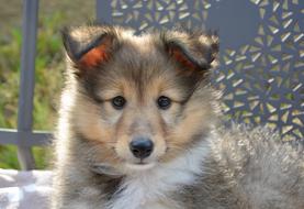 Dog Pup Puppy