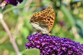 Butterfly Large Fritillary Color