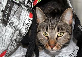 Cat Pet Hide