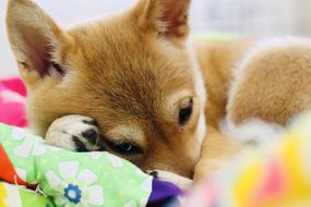 Puppy Shiba Inu