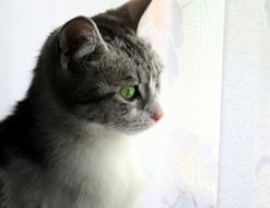 Cat About Window