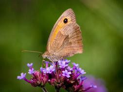 Butterfly Insect on purple flower Close Up