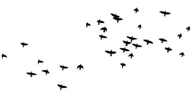 birds animal nature flying black