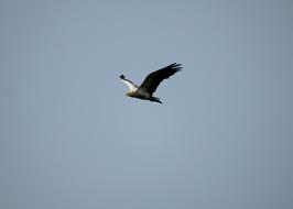 Bird Flying Sky