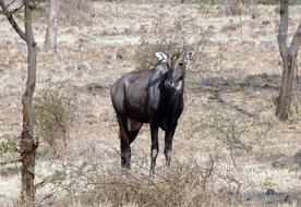 Nilgai Antelope Animal