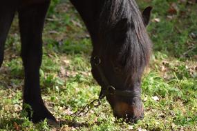 Horse Black Animal portrait
