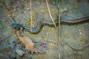 Snake Viper Reptile