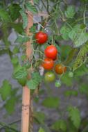ripe tasty tomatoes in the garden