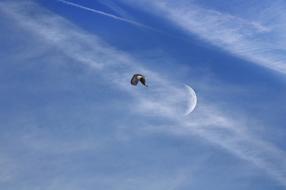 Bird Sky Moon