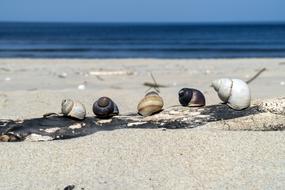 Snail Beach Sea