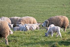Sheep Lamb Lambs