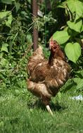 The Hen Domestic Chicken on farm
