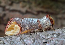 Buff Tip Moth Wing