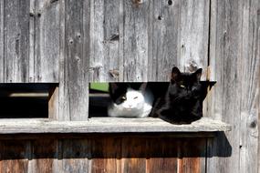 Animal Tired Domestic Cat