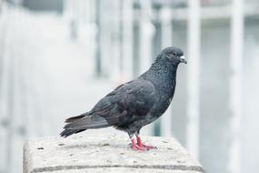 wild pigeon on a white fence