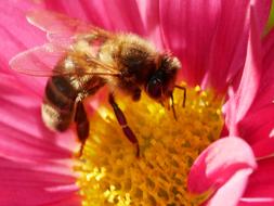 Bee Forage Insect