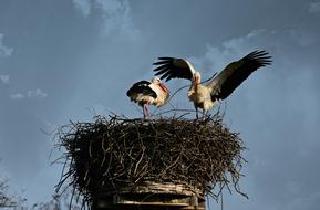 nesting with storks