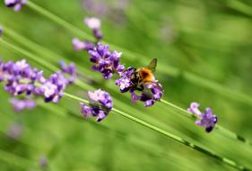 Lavender Insect Bee