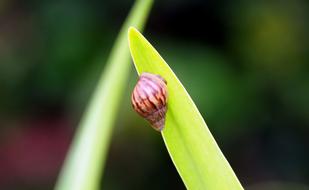 Outdoor Snail Animal