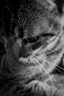 Cat Feline Kitten