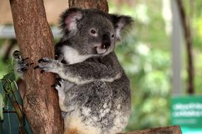 Australia Koala Herbivorous