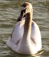 Swan Bird Water
