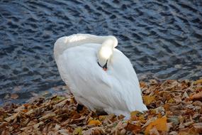 Swan Bird Park