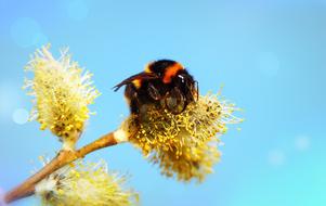 Bazia Insect Bumblebee