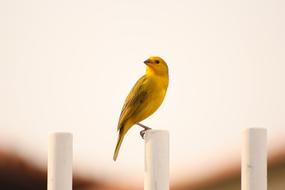 Bird Loneliness Landscape