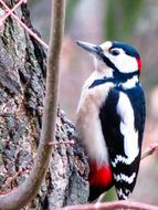Animals Bird Woodpecker Great